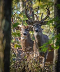 Image of two bucks in woods