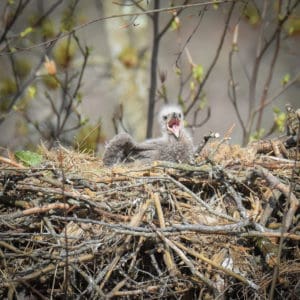 Baby bird in nest by michelle wittensoldner