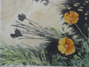 Water color painting of yellow poppies by steve shonk