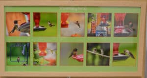 10 photos of hummingbirds in grid and framed by michelle wittensoldner